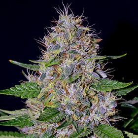 G13 Labs - Apple Crumble