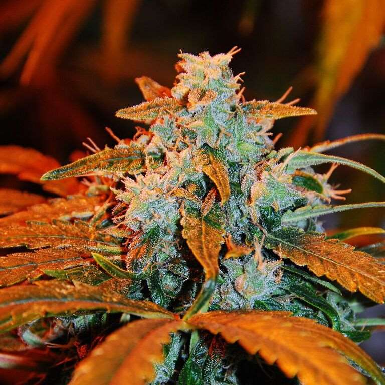 G13 Labs - Berry Auto