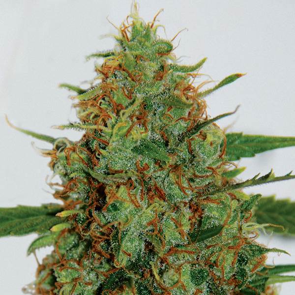 G13 Labs - C99
