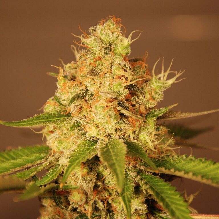 G13 Labs - Diesel Auto