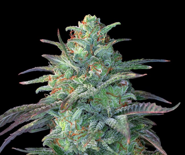 G13 Labs - Eggnog OG