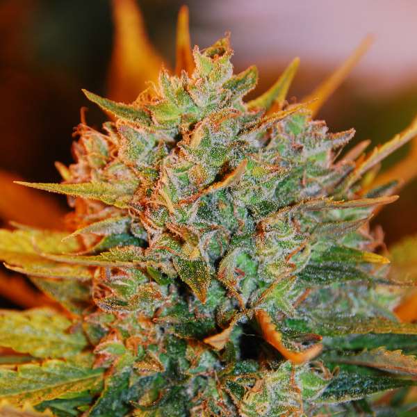 G13 Labs - Gigabud