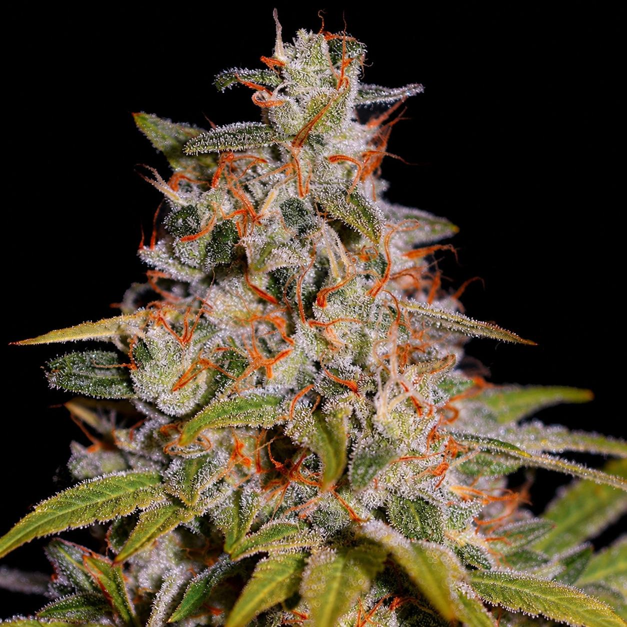 Honey Papaya - G13 Labs