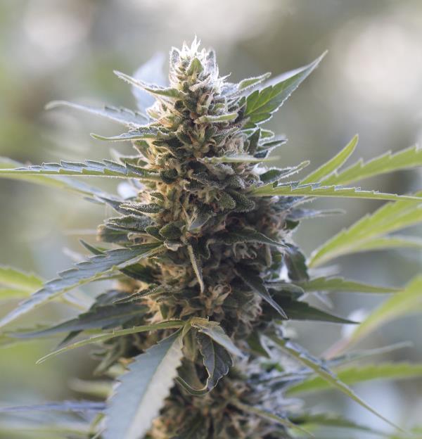 G13 Labs - Northern Lights x Skunk
