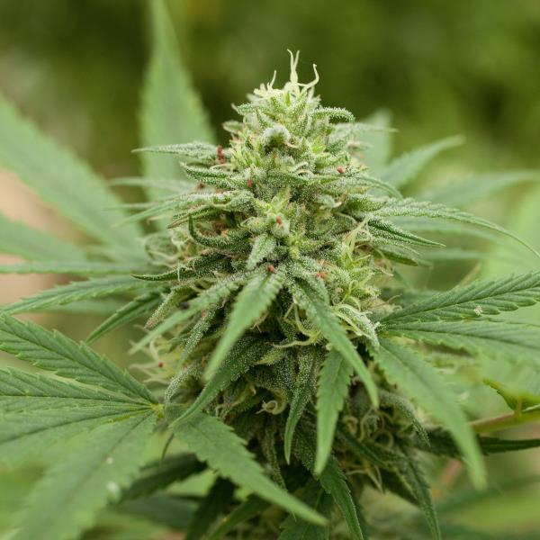 G13 Labs - Pineapple Express #2