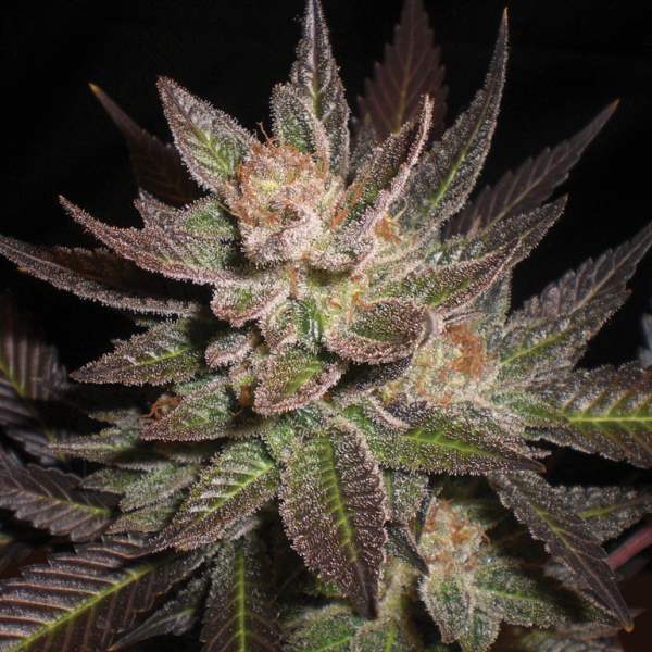 G13 Labs - Purple Haze