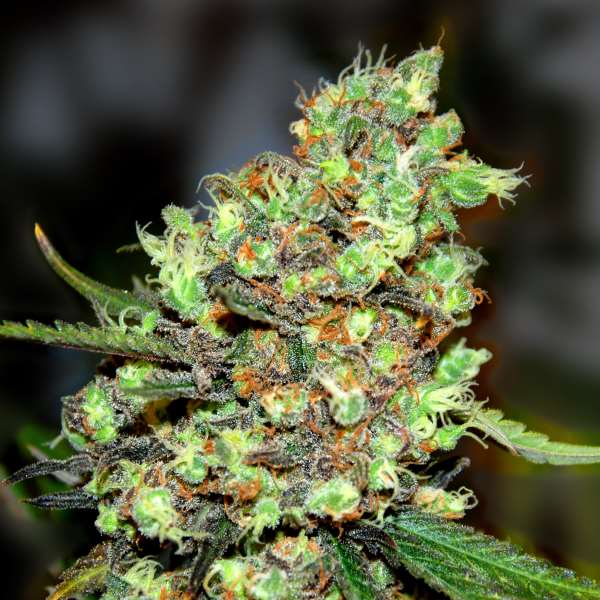 G13 Labs - Skunk #1