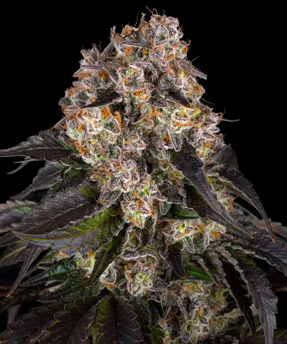 Barney's Farm - Girl Scout Cookies