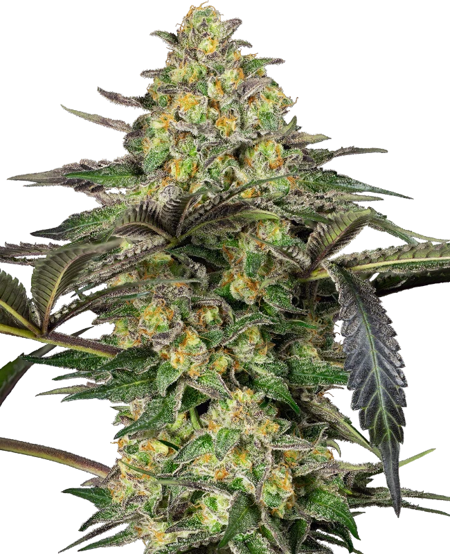 Grapevine Candy Feminised Seeds - Sensi Seeds