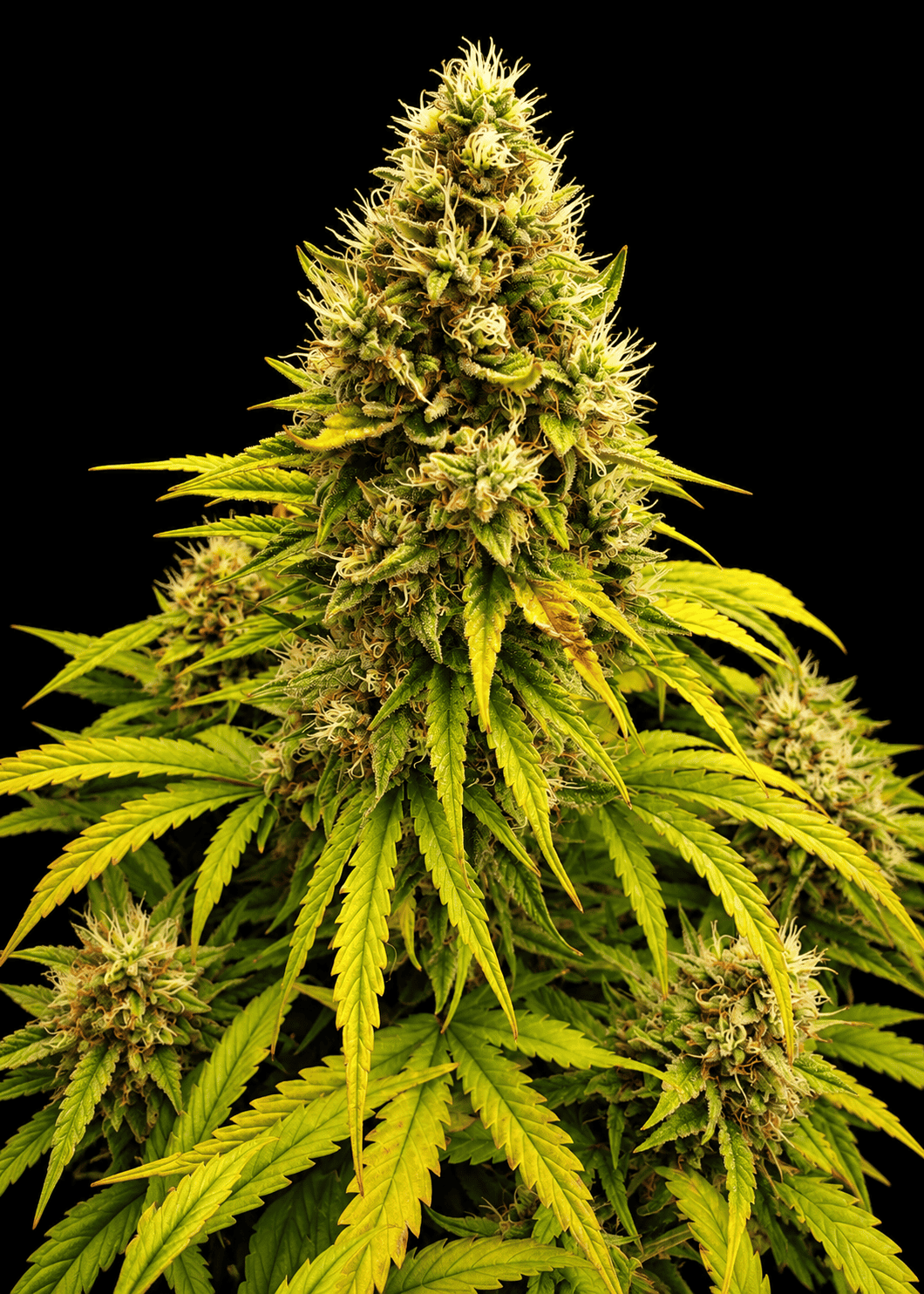 Mephisto Genetics - Heisenberg Special Auto
