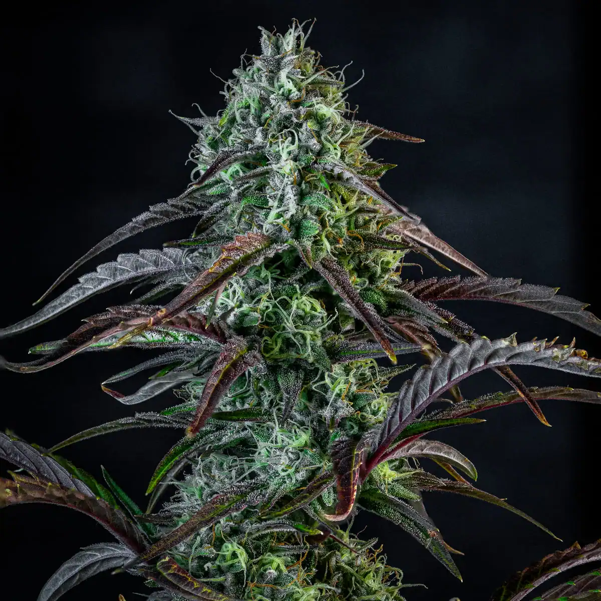 Iced 'n' Baked - Mephisto Genetics