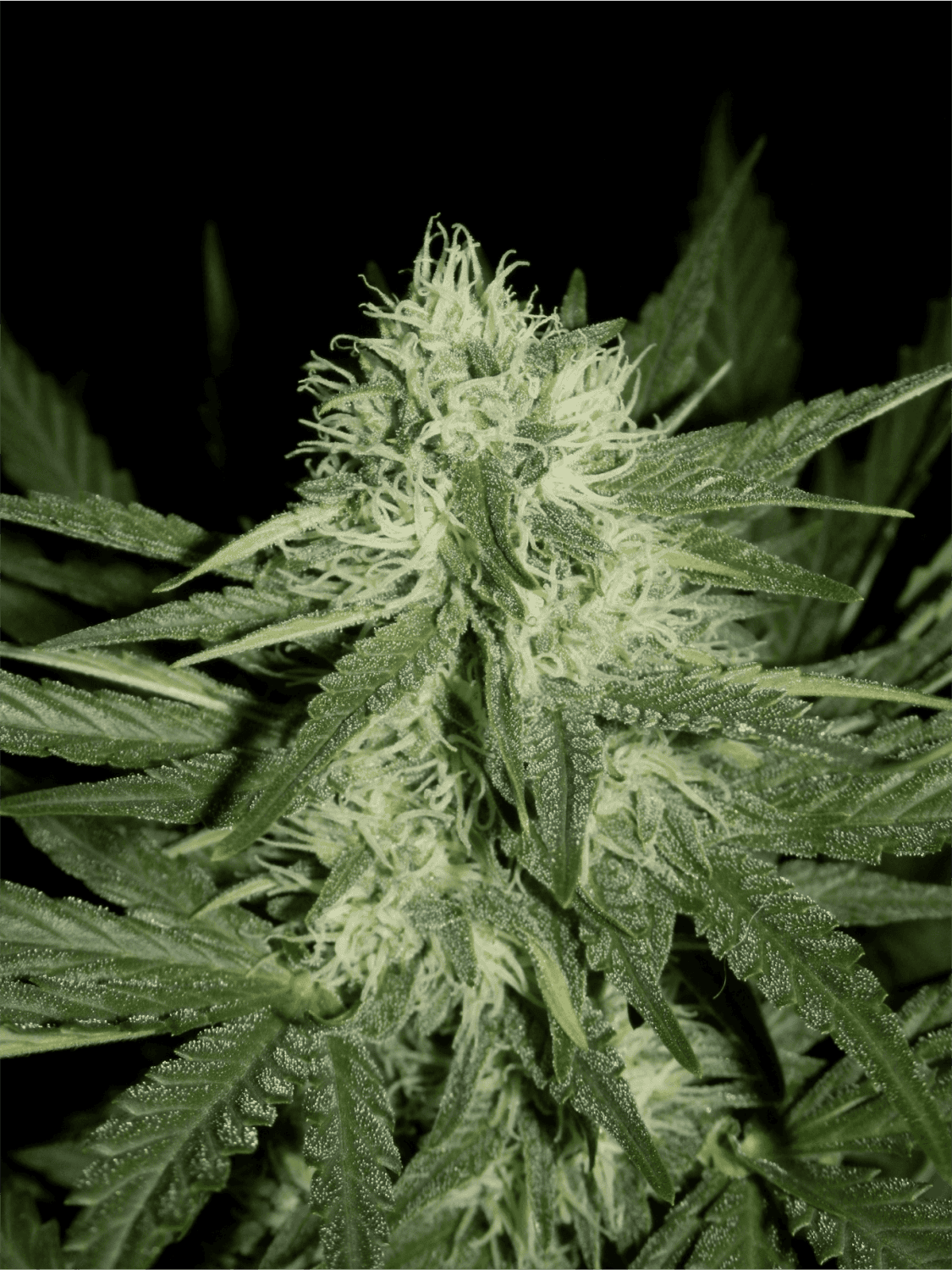 Livers Bx1 Auto - Mephisto Genetics