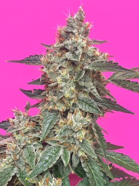 Mephisto Genetics - Aunt Ginny's Elixir CBD Auto