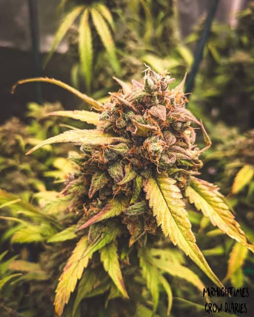 Mephisto Genetics - Bear Assed Monkey Auto