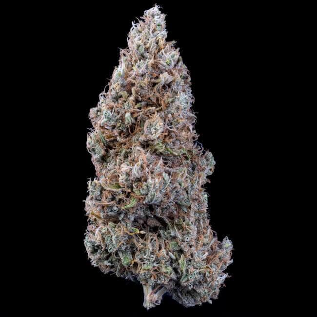 Mephisto Genetics - Crème Bubbly Auto