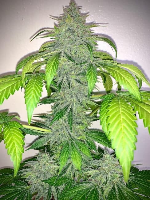 Mephisto Genetics - Deez Nuggs Auto