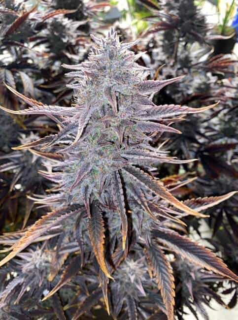 Mephisto Genetics - Ghost Toof Auto