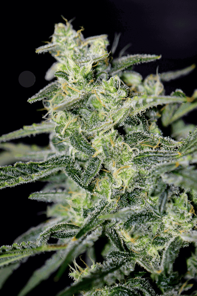 Mephisto Genetics - Hubbabubbahaze Auto
