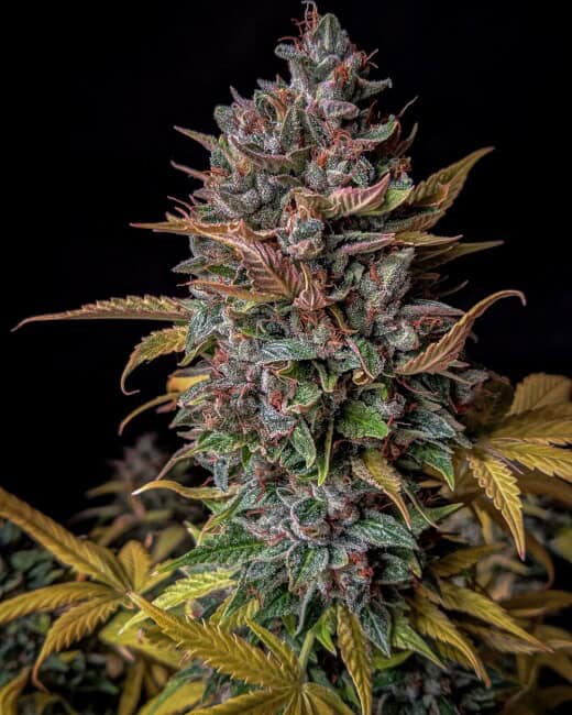 Mephisto Genetics - Orange Biscuits Auto