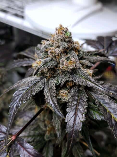Mephisto Genetics - Ravenberry Auto