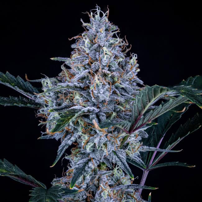Mephisto Genetics - Sundae Thumper Auto