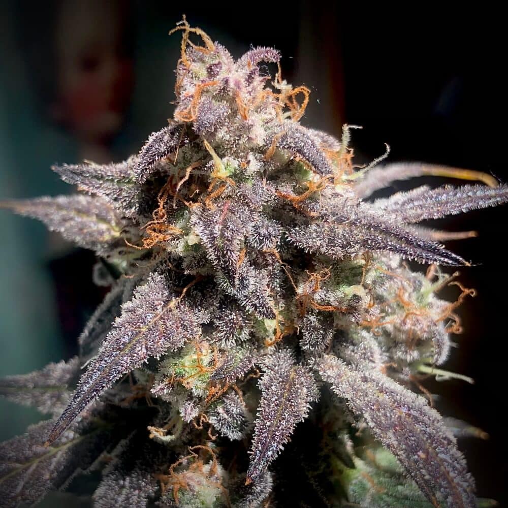 Mephisto Genetics - Super Orange Haze Auto