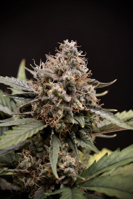 Mephisto Genetics - Sweet 'n' Sour Auto