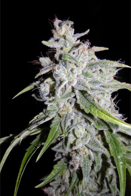 Mephisto Genetics - Walter White Auto