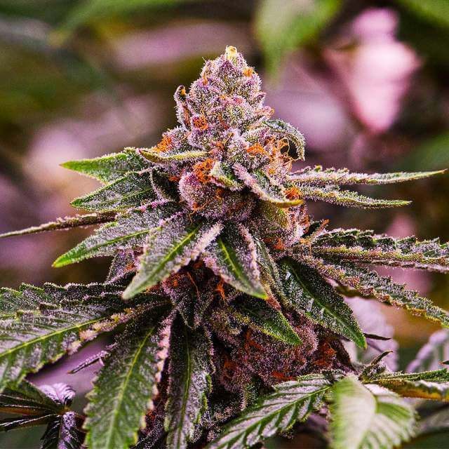 Nirvana Seeds - Girl Scout Cookies Auto