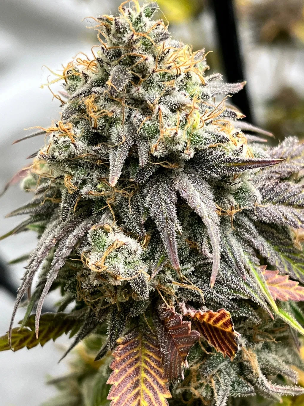 Nirvana Seeds - Girl Scout Cookies