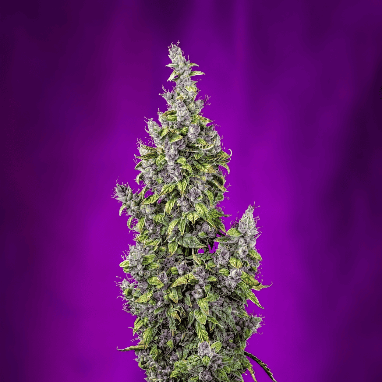 Pink Panama Auto - Mephisto Genetics