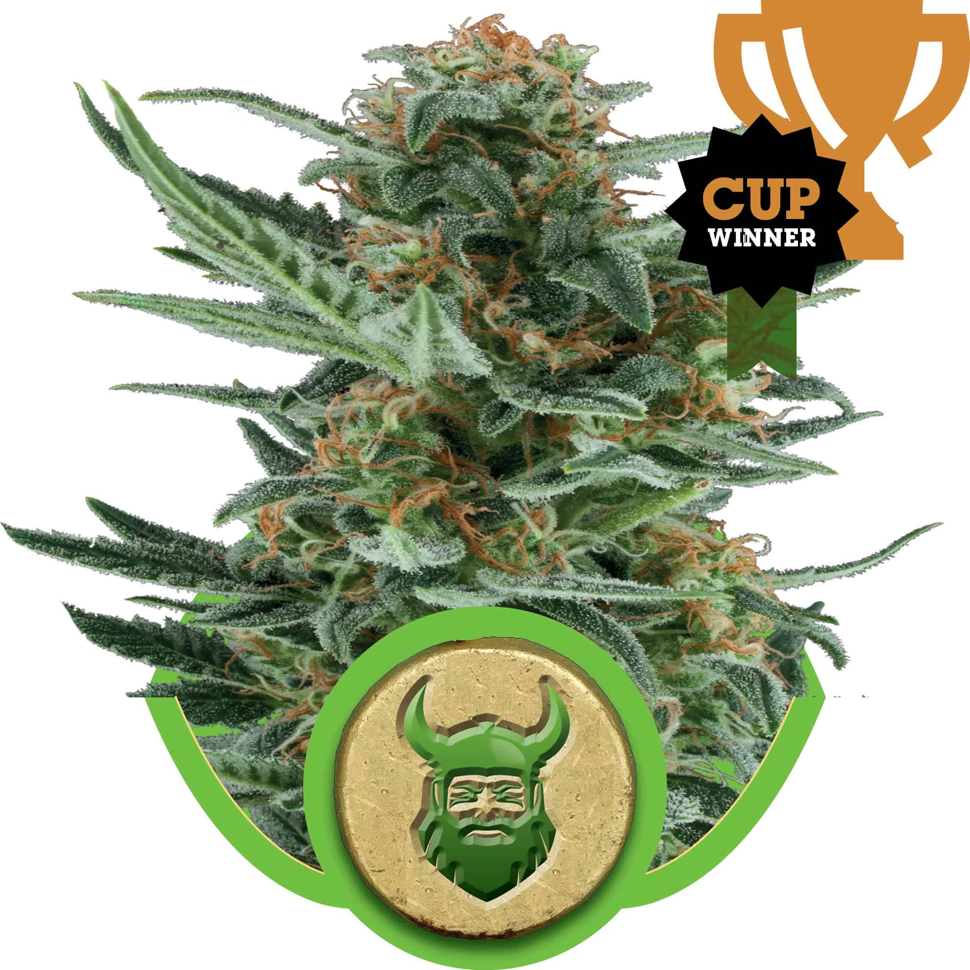 Royal Queen Seeds - Royal Dwarf Auto
