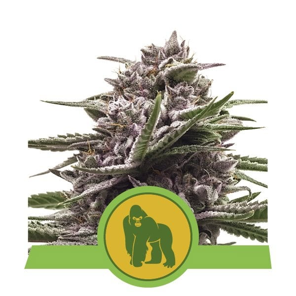 Royal Queen Seeds - Royal Gorilla Auto
