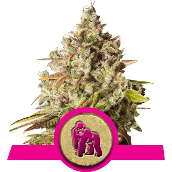 Royal Queen Seeds - Royal Gorilla