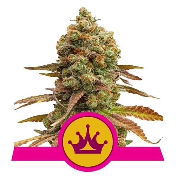 Royal Queen Seeds - Special Queen #1