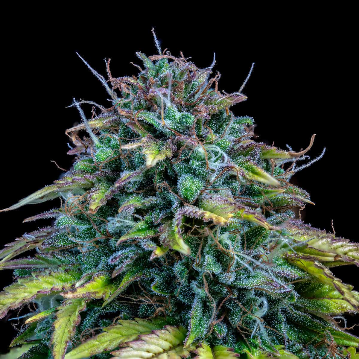 Mephisto Genetics - Samsquanch OG Auto