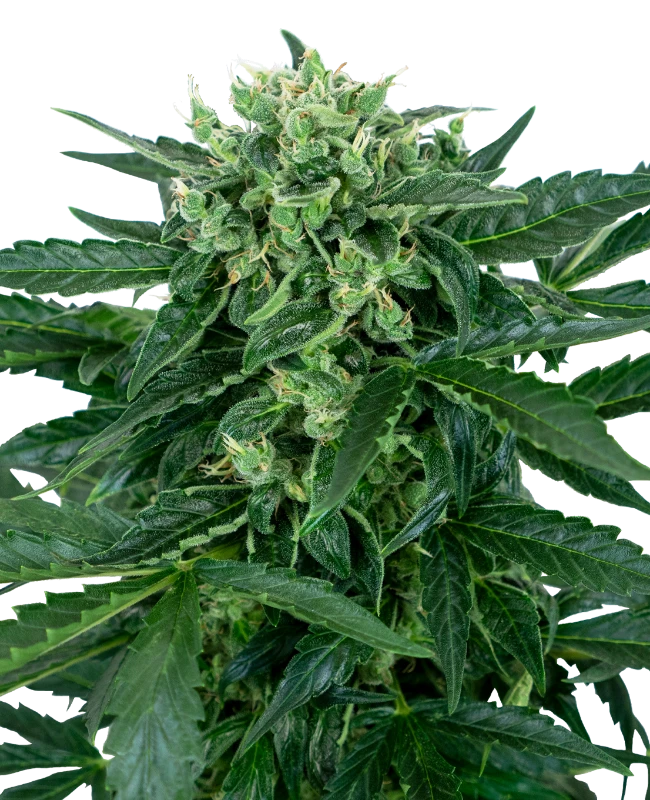 Sensi Amnesia Automatic Seeds - Sensi Seeds