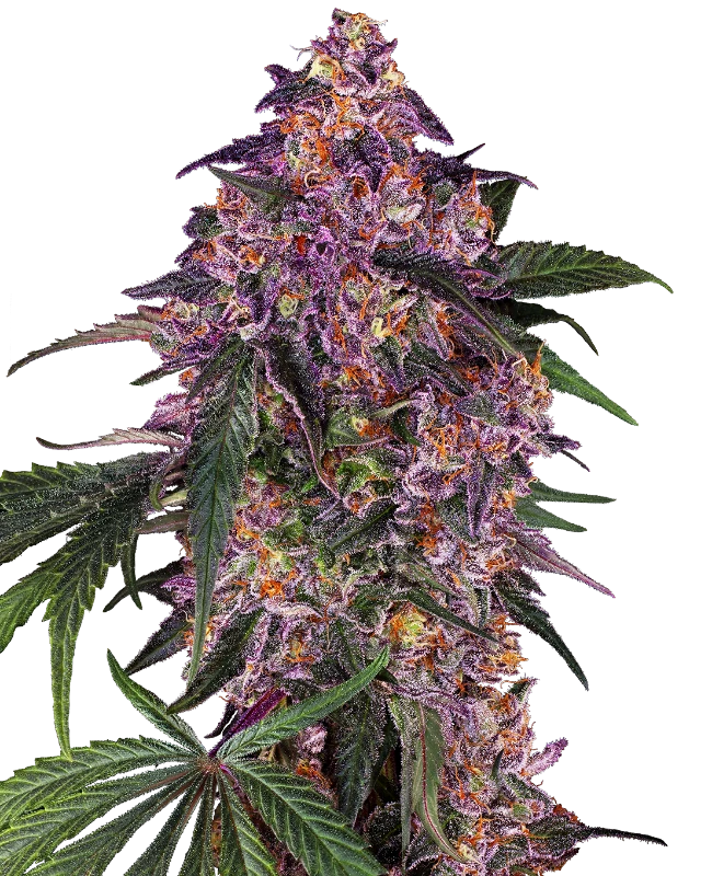 Sensi Purple Kush Feminised Seeds - Sensi Seeds