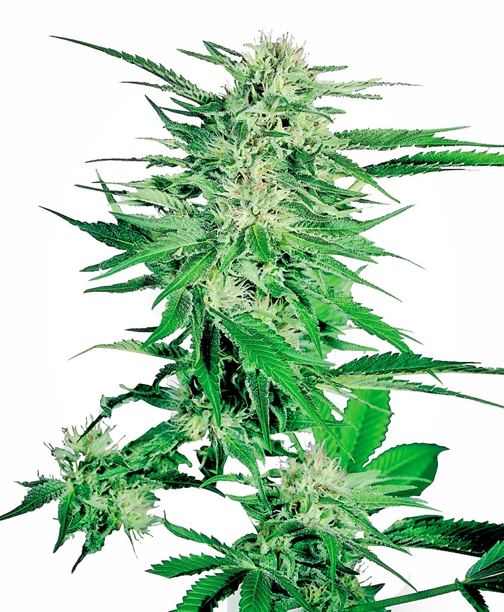 Sensi Seeds - Big Bud