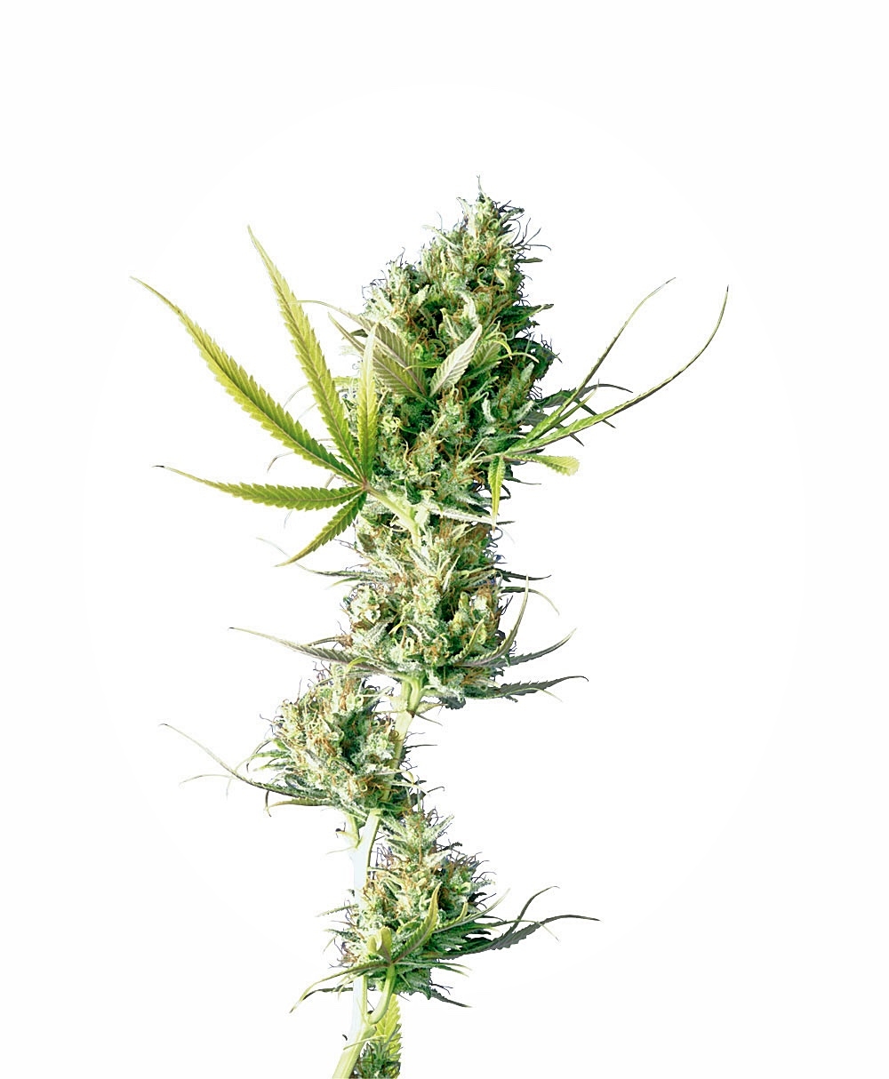 Sensi Seeds - Durban