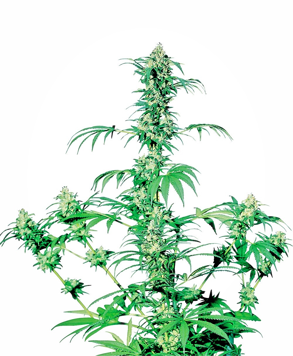 Sensi Seeds - Early Girl