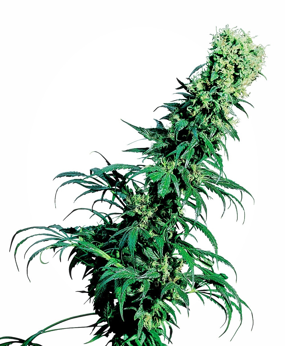 Sensi Seeds - Early Pearl