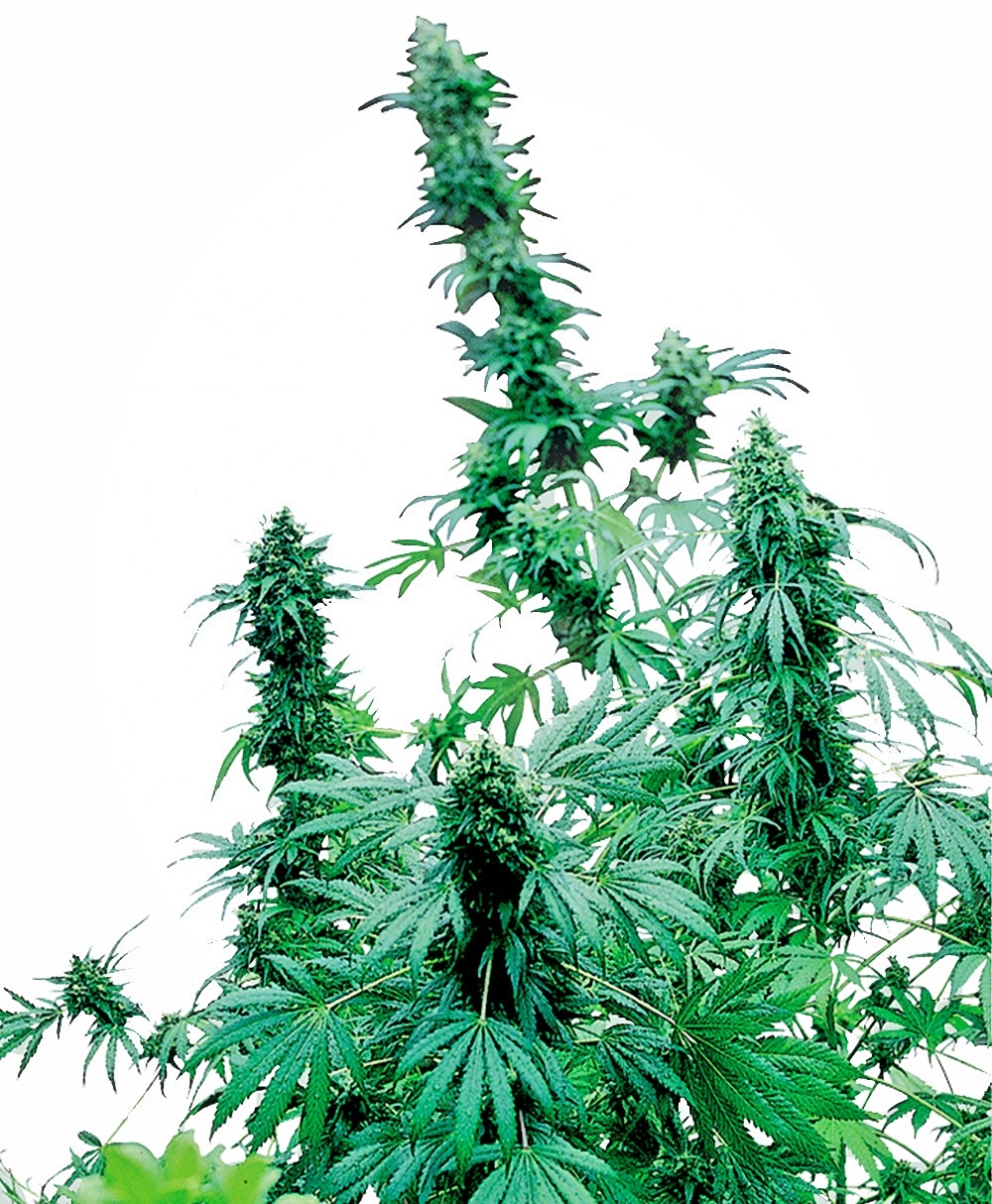 Sensi Seeds - Early Skunk