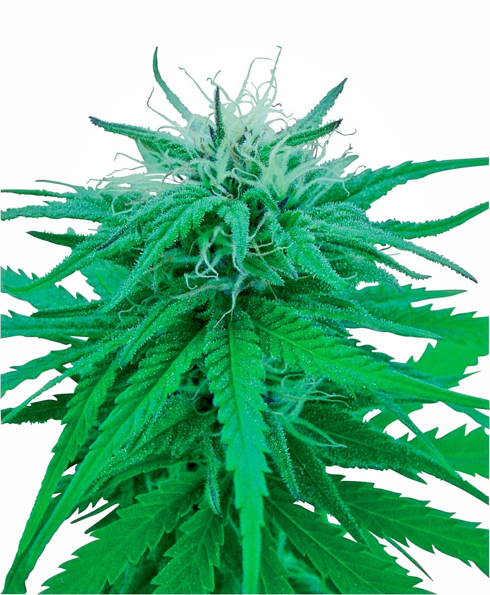 Sensi Seeds - Ruderalis Indica