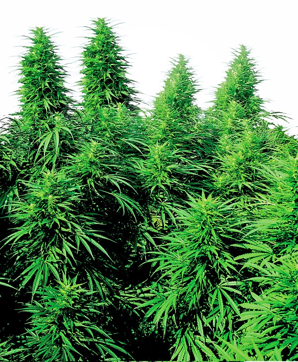 Sensi Seeds - Ruderalis Skunk