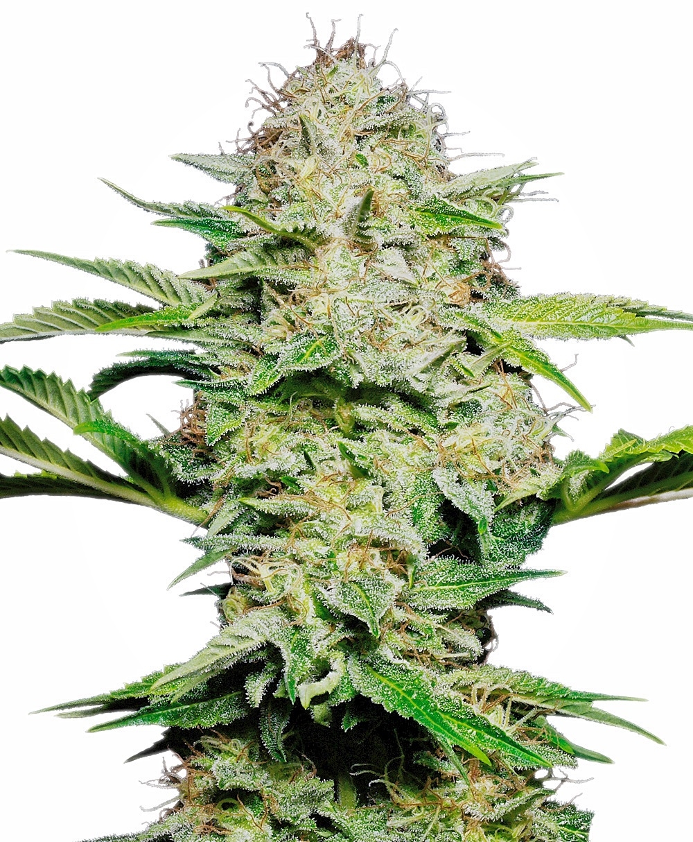 Sensi Seeds - Sensi Skunk Auto