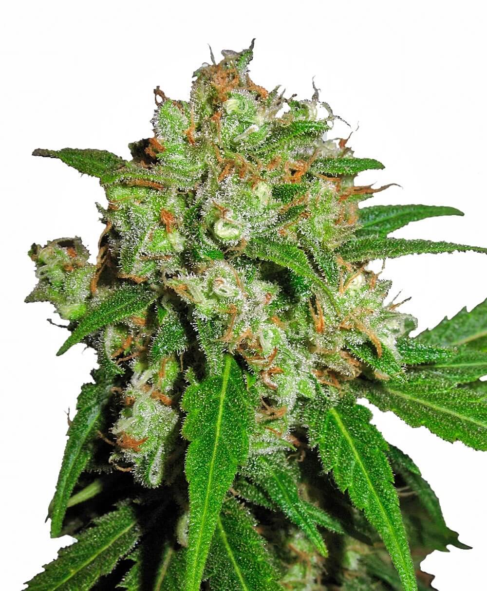Sensi Seeds - Sensi Skunk