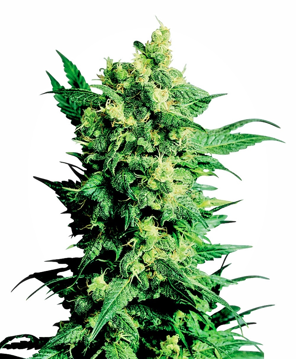 Sensi Seeds - Shiva Shanti II