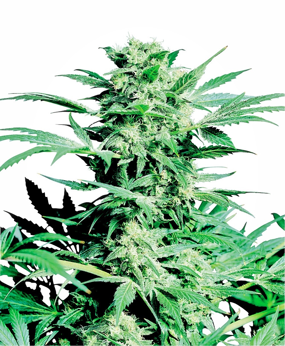 Sensi Seeds - Shiva Skunk