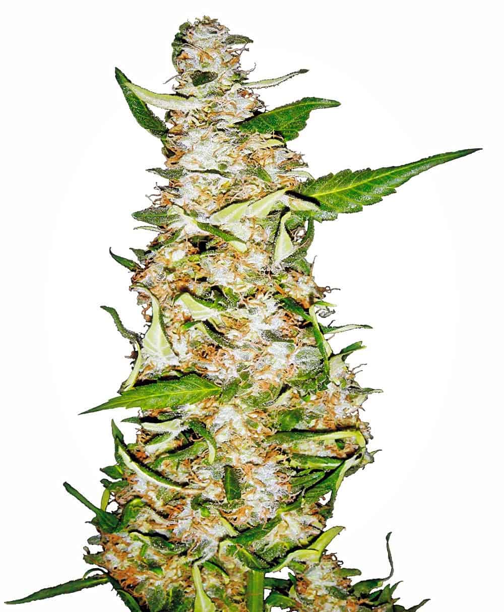 Sensi Seeds - Skunk #1 Auto
